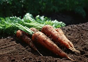 【完全ガイド】ホストクラブの対策と選び方｜安心して楽しむためのポイントと注意点